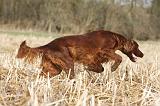 SETTER IRLANDAIS 362